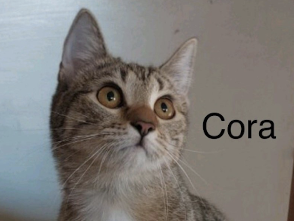 Cora