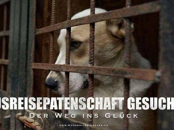 Ausreisepatenschaft gesucht