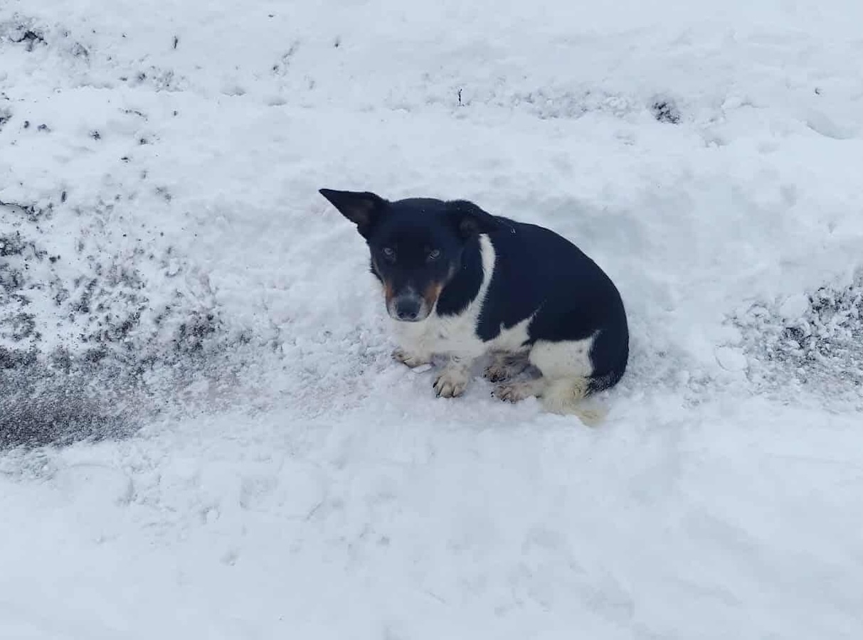 Status: Neuzugang in der Villa Wuff – endlich in Sicherheit 
