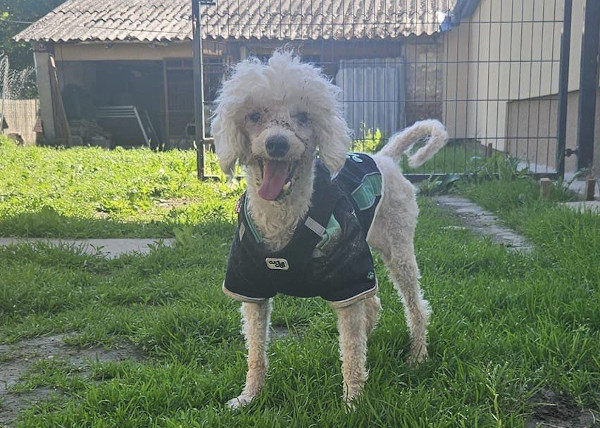 Bátor  ♂