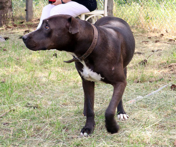 Bella ♀
