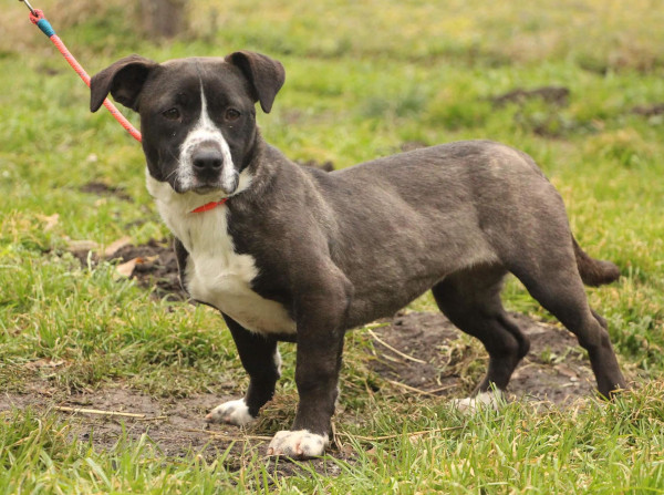 Java ♂