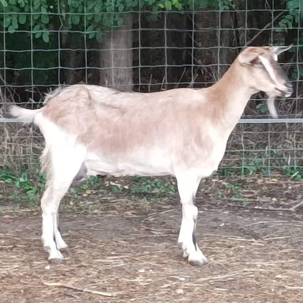 Franzi ♀