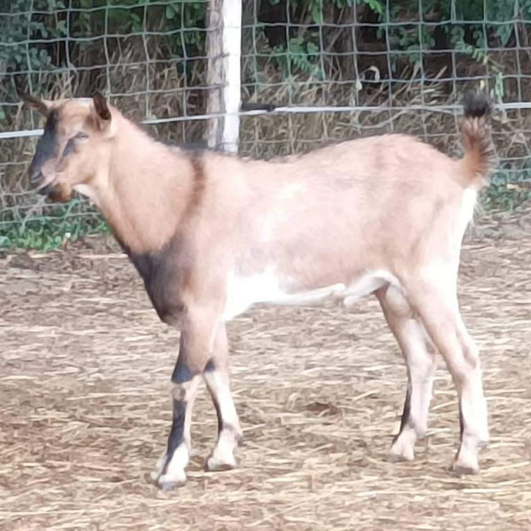 Péter ♂