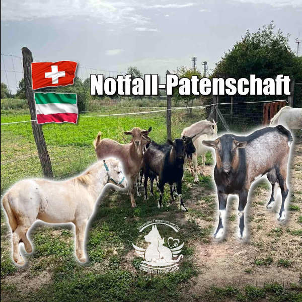 ZiegenPony kompr