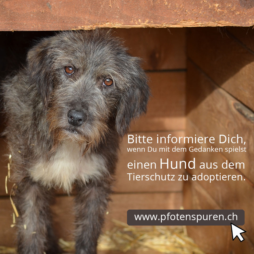 Pfotenspuren – Einen Hund aus dem Tierschutz adoptieren