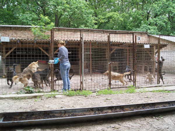 Tierheim Kaposvar, Projekt abgeschlossen