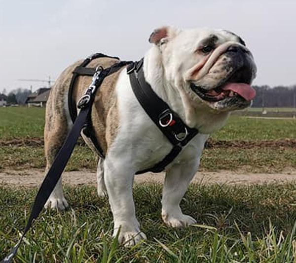 Tyson004