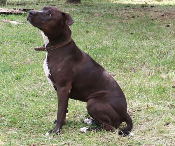 Bella ♀