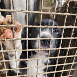 hilfsfahrt 2026 01 19