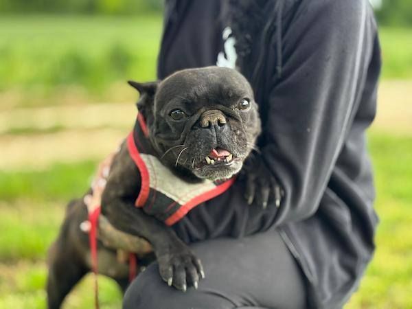 Status: LULU Prinzessin Plattnase